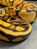 Diverse python regius koningspython, Dieren en Toebehoren, Slang, Tam, 0 tot 2 jaar