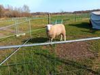 Ram te koop, Belgisch melkschaap