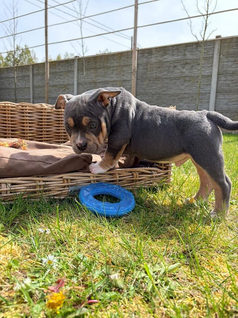 American Bully pups, Dieren en Toebehoren, Honden | Bulldogs, Pinschers en Molossers, Meerdere dieren, Overige rassen, Fokker | Professioneel