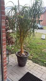 Beaucarnea recurvata, Jardin & Terrasse, Plantes | Arbres, En pot, 100 à 250 cm, Autres espèces, Enlèvement