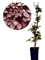 jonge beukenhagen, Enlèvement ou Envoi, Haie de hêtre, Haie