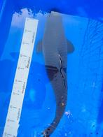 Nisai en tosai koi, Dieren en Toebehoren, Karper of Koi