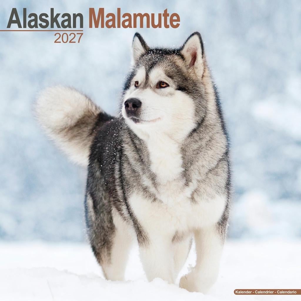 Alaskan Malamute 2027 kalender vooraf bestellen, Diversen, Kalenders, Verzenden, Jaarkalender, Nieuw
