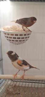 Couple Canaris arlequin, Femelle