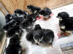Australorp kuikens beschikbaar, Dieren en Toebehoren