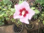 Hibiscus in pot en uit volle grond grotere planten, Enlèvement, Arbuste, Moins de 100 cm