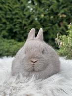 Kleurdwerg rammetje, Mâle, Nain, 0 à 2 ans