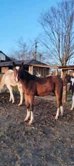 Étalon de dressage d'un an, Animaux & Accessoires, Chevaux