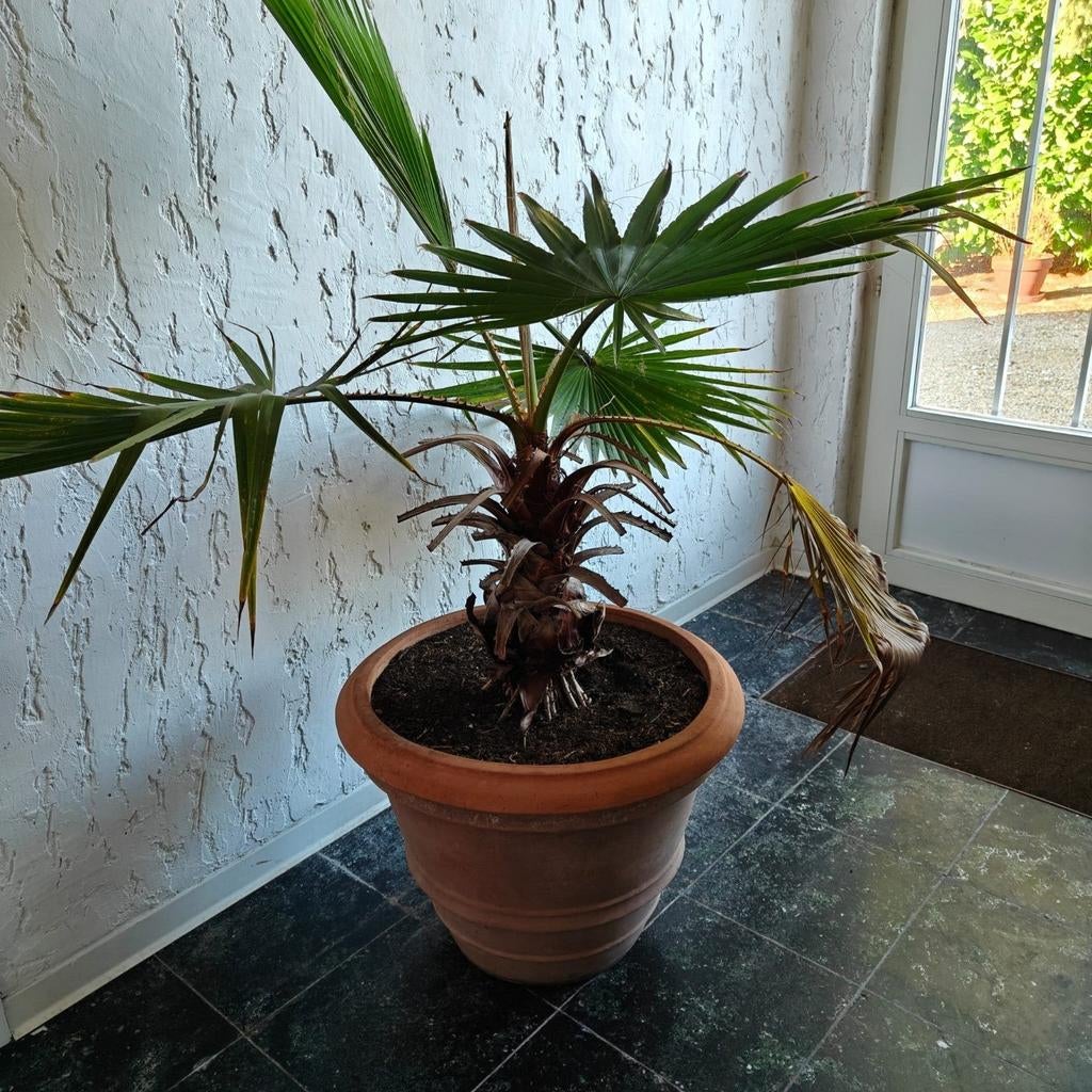 Palm met pot 50 euro, Ophalen