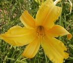 Hemerocallis Citrina, Enlèvement