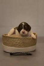 Mooie Lagotto Romagnolo pups, Dieren en Toebehoren, België, Overige rassen, 8 tot 15 weken, Meerdere