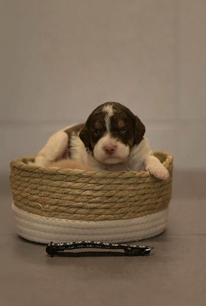 Adorables chiots Lagotto Romagnolo, Animaux & Accessoires, Chiens | Retrievers, Épagneuls & Chiens d'eau, Plusieurs animaux, Autres races