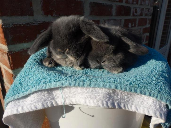 nhd, koppeltje., Dieren en Toebehoren, Konijnen, Dwerg, Meerdere dieren, 0 tot 2 jaar, Hangoor