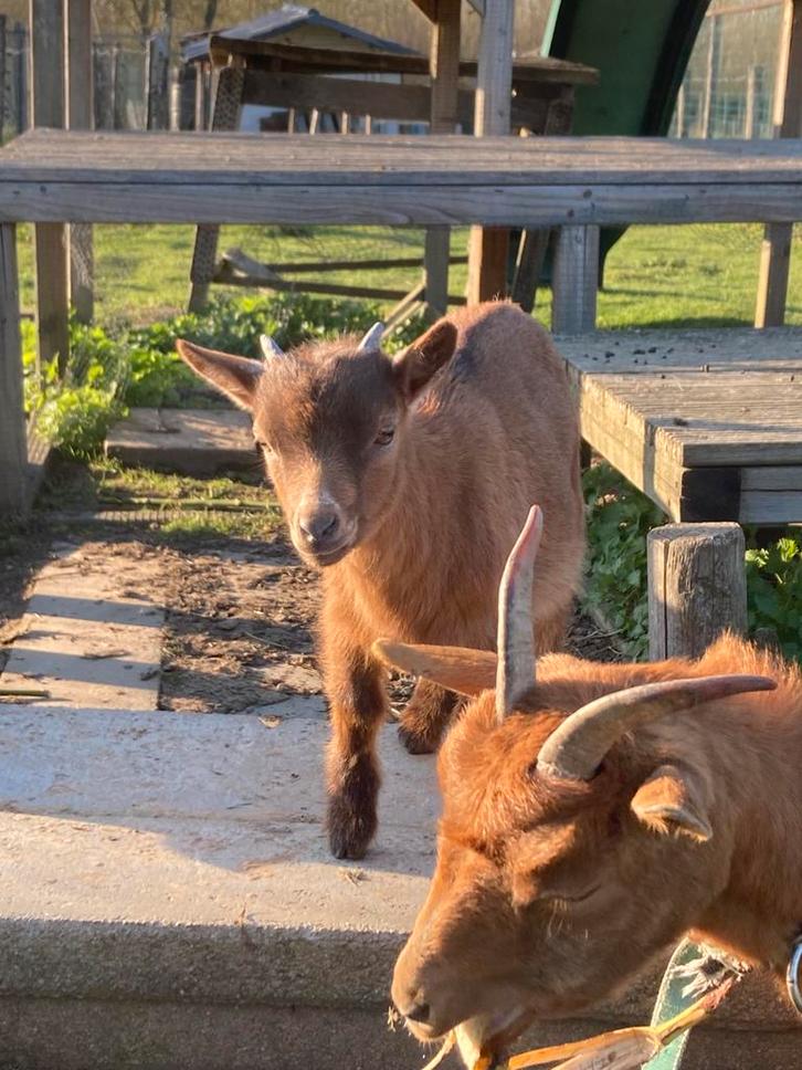 Knap dwerggeiten bokje. Niet voor de slacht, Dieren en Toebehoren, Schapen, Geiten en Varkens
