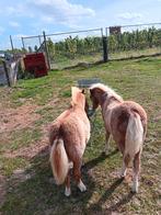 Mooi duo Amerikaanse miniatuurpaardjes, Dieren en Toebehoren, Pony's, Hengst, Met stamboom, 0 tot 2 jaar