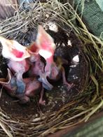 Koppels zanglijster, Dieren en Toebehoren, Vogels | Overige Vogels, Meerdere dieren, Wildzangvogel, Geringd