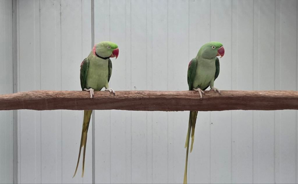 1-1 alexanderparkieten groen '23 x '21 en 0-1, Dieren en Toebehoren, Vogels | Parkieten en Papegaaien, Geringd