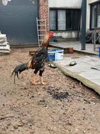 Coq shamo, Dieren en Toebehoren, Pluimvee, Mannelijk, Kip