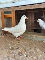 Jonge zware duivin te koop, Vrouwelijk, Overige soorten