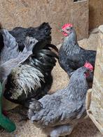 œufs à incuber à col argenté de marans