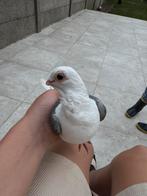 mooi duif, Dieren en Toebehoren, Vogels | Duiven, Vrouwelijk, Overige soorten