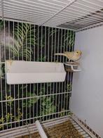 Canaris mosaïque femelle 2025