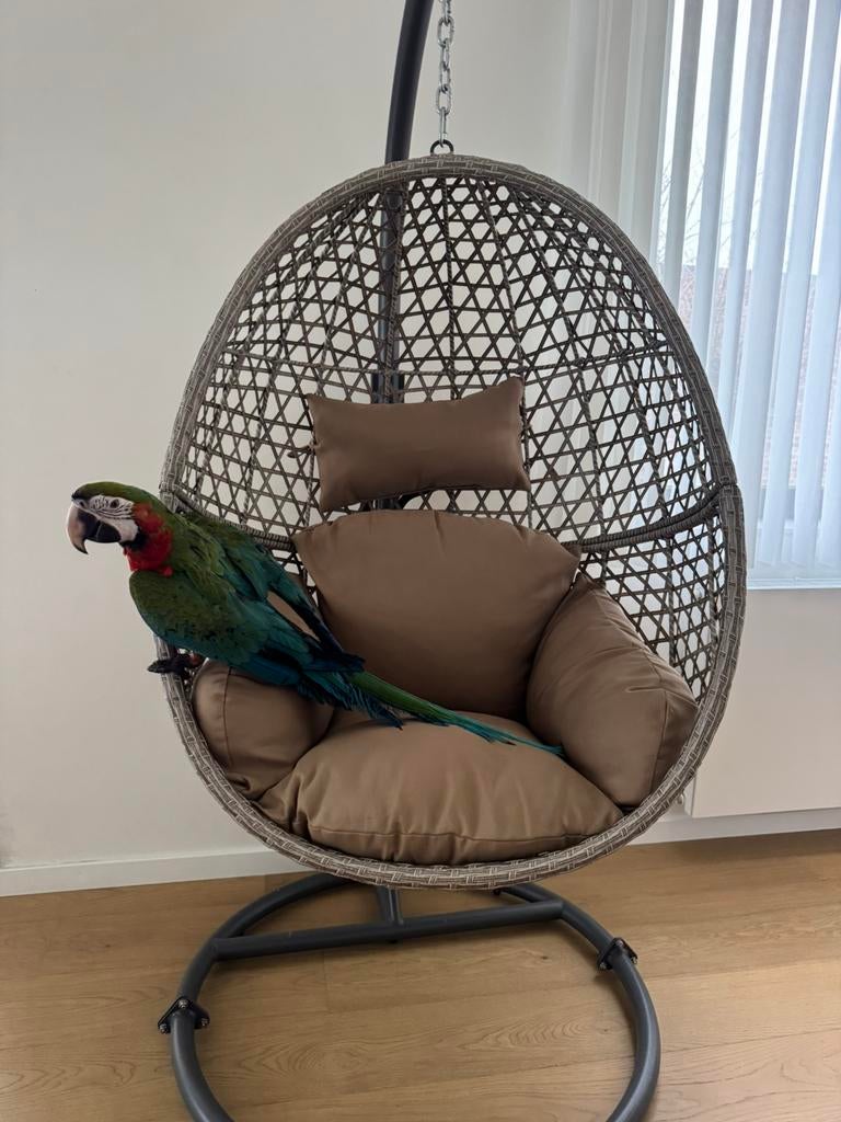 Ara arlequin, Dieren en Toebehoren, Vogels | Parkieten en Papegaaien, Papegaai, Mannelijk