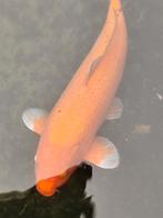Koi te koop