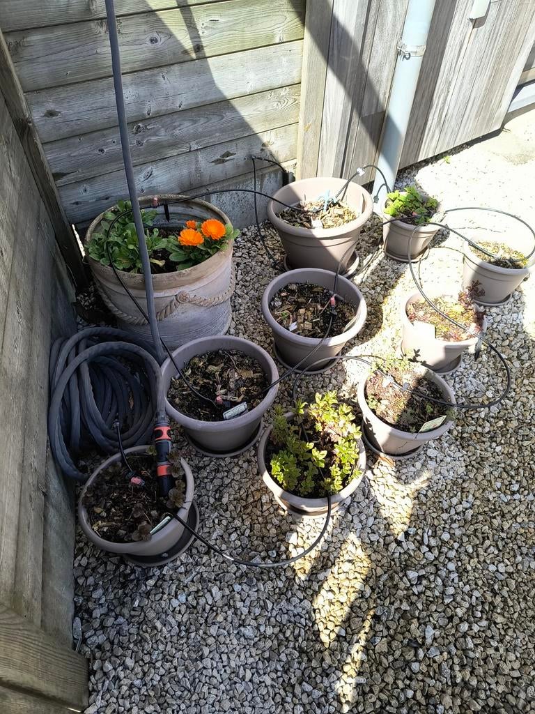 Bloempotten+ planten, Ophalen, Overige soorten, Halfschaduw, In pot