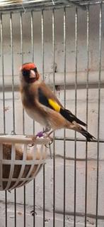 Couple chardonneret parva 11cm, Vrouwelijk