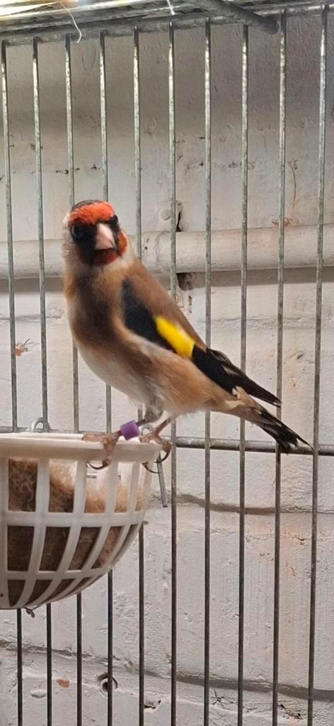 Couple chardonneret parva 11cm, Dieren en Toebehoren, Vogels | Overige Vogels, Vrouwelijk