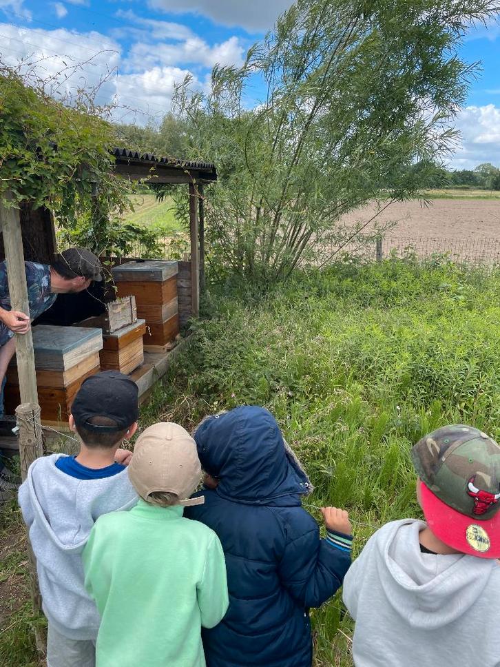 Bijenvolken Carnica te koop (1 volk al gereserveerd), Dieren en Toebehoren, Insecten en Spinnen, Bijen