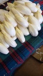 Witloof volle grond te koop, Ophalen