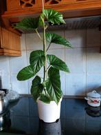 Plante d'antérieur bégonia, Enlèvement