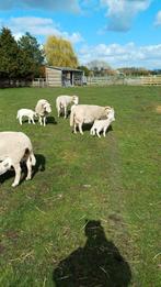 WILTSHIRE HORN ooien met lammetjes, Dieren en Toebehoren