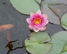 Roze waterlelie, Ophalen, Nieuw