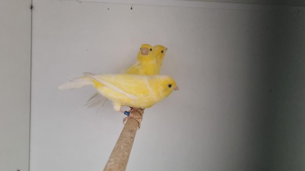 Waterslagers KBF geringd