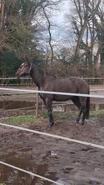 Allround Ierse Volbloed ruin – 12 jaar – 1.67m, Dieren en Toebehoren, Paarden, Gechipt, Ruin, Zadelmak, 11 jaar of ouder