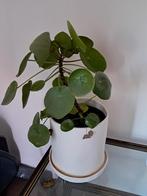 Pannekoek plantje, Ophalen