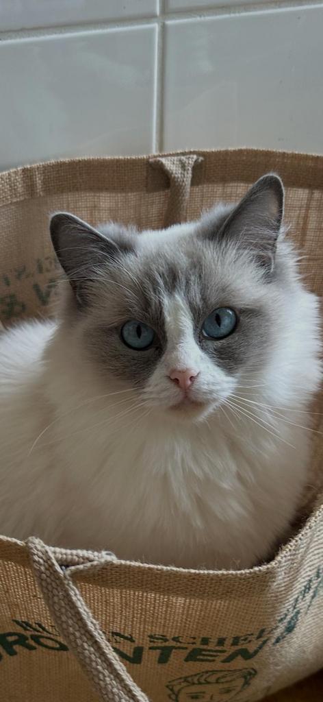 Ragdoll kittens, Dieren en Toebehoren, Katten en Kittens | Raskatten | Langhaar, Geslacht onbekend, 0 tot 2 jaar, Met stamboom