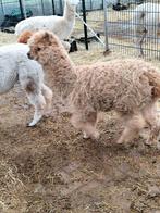 Te koop prachtige fawnkleurige alpaca merrie, Oktober, Vrouwelijk
