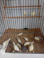 Kanaries mooien groote gezonde vogels kanaries, Dieren en Toebehoren