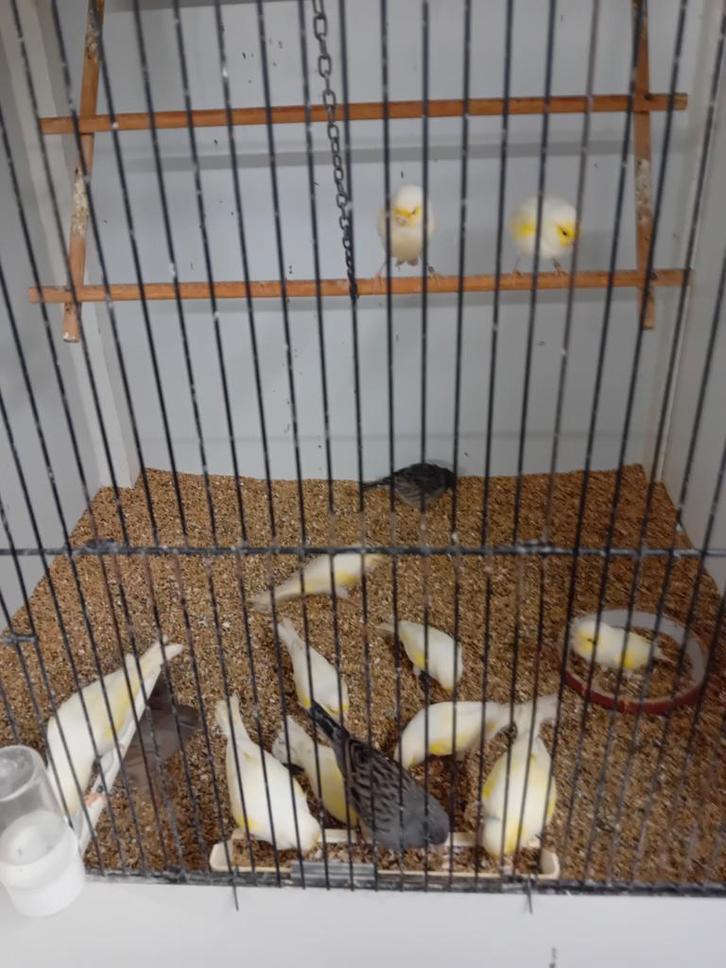 Kanaries mooien groote gezonde vogels kanaries, Dieren en Toebehoren, Vogels | Parkieten en Papegaaien