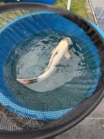 Koi’s, Dieren en Toebehoren, Karper of Koi