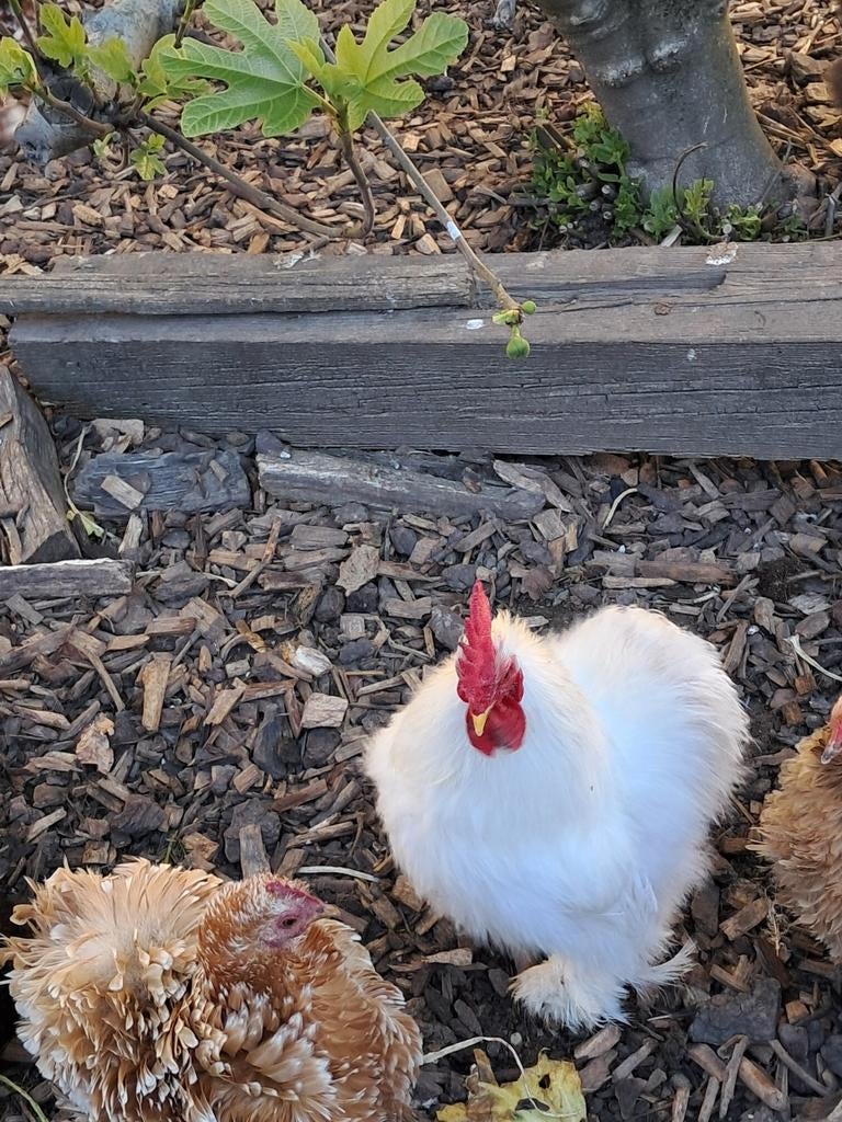 Cochin kriel haantje wit zijdeveer