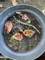 rabarberplant, Ne fleurit pas, Plein soleil, Enlèvement, Plantes fruitières