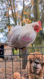 Lieve opal legbar haan groene gen, Dieren en Toebehoren, Pluimvee, Mannelijk, Kip