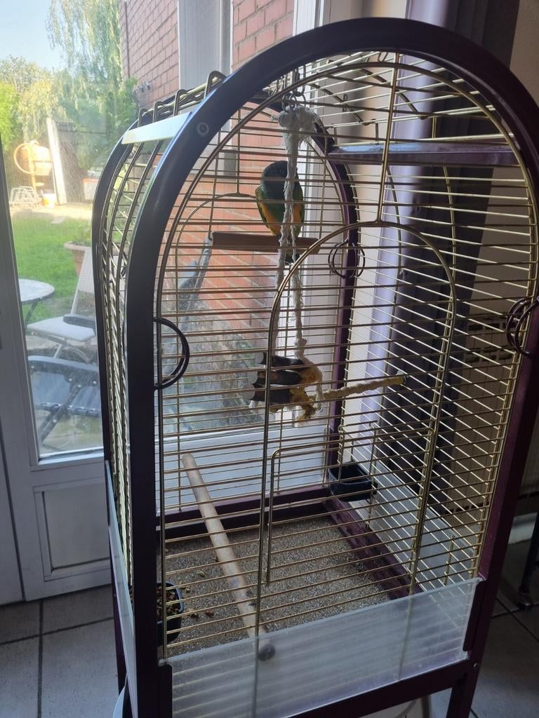 Cage 50cm par 50cm avec youyou, Enlèvement