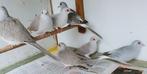 Diamantduifjes, Dieren en Toebehoren, Vogels | Duiven, Meerdere dieren, Overige soorten