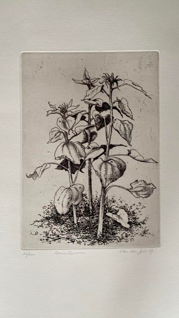 Zonnebloem Maurice van den Dries, Antiek en Kunst, Kunst | Etsen en Gravures, Ets, Genummerd, Gesigneerd, Flora en Fauna, 1950 - 1999